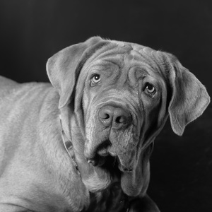 Fundraising Page: Xena Furlong